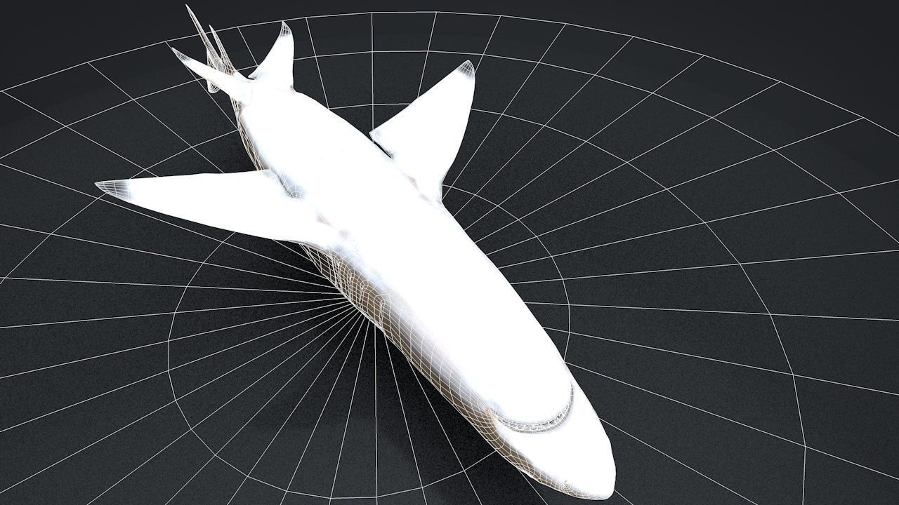 Lemon Shark Low-poly 3D model_26