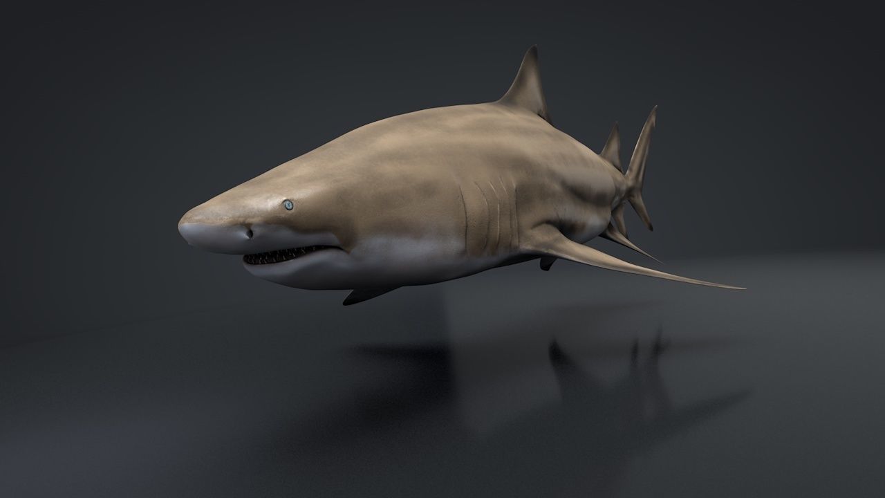 Lemon Shark Low-poly 3D model_3