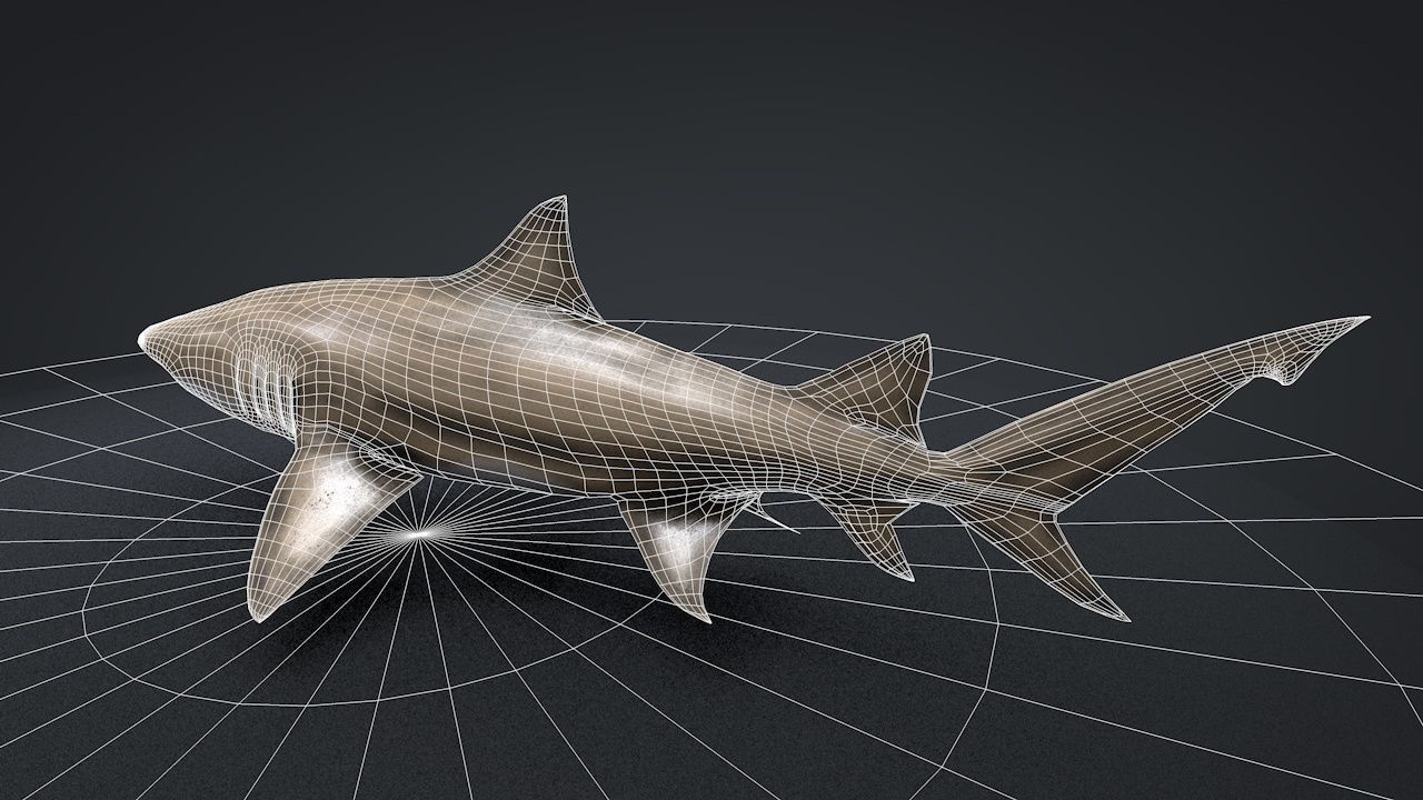 Lemon Shark Low-poly 3D model_24