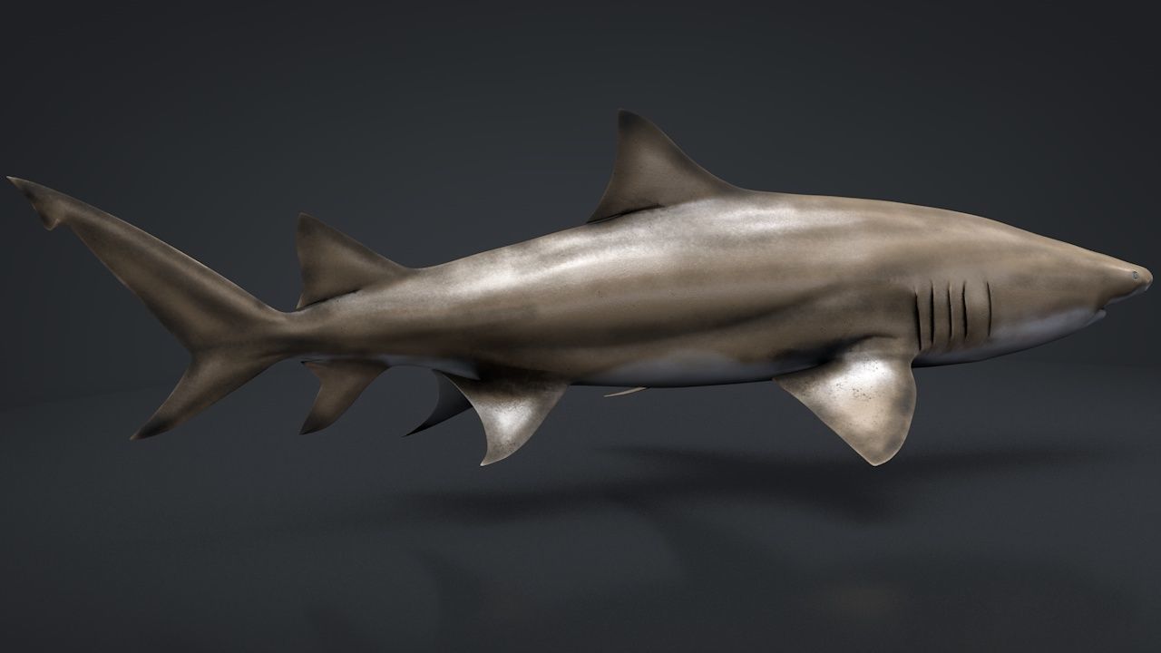 Lemon Shark Low-poly 3D model_8