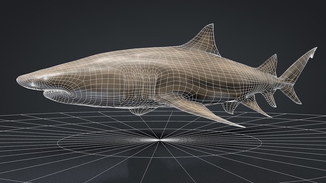 Lemon Shark Low-poly 3D model_16