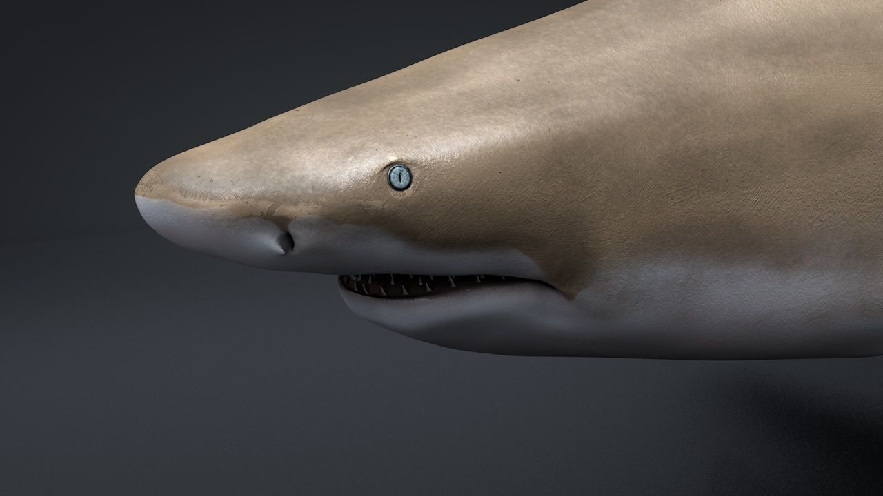 Lemon Shark Low-poly 3D model_5