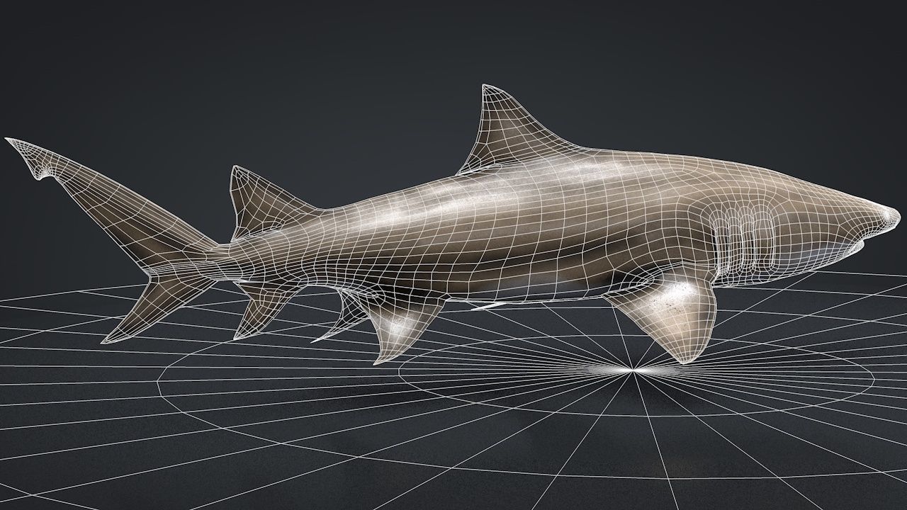 Lemon Shark Low-poly 3D model_20