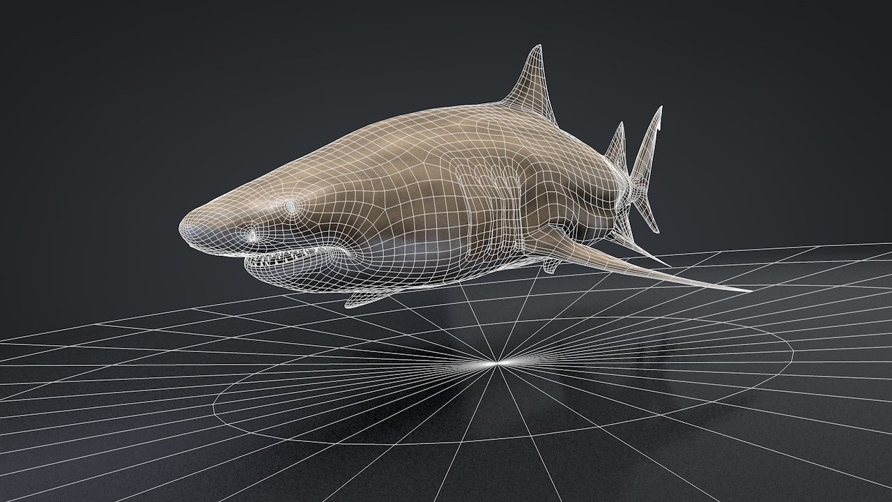 Lemon Shark Low-poly 3D model_15