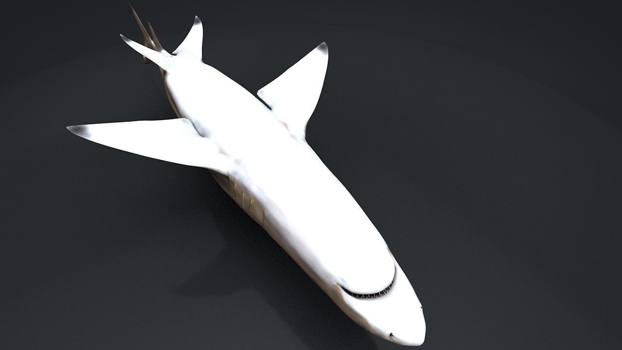 Lemon Shark Low-poly 3D model_14