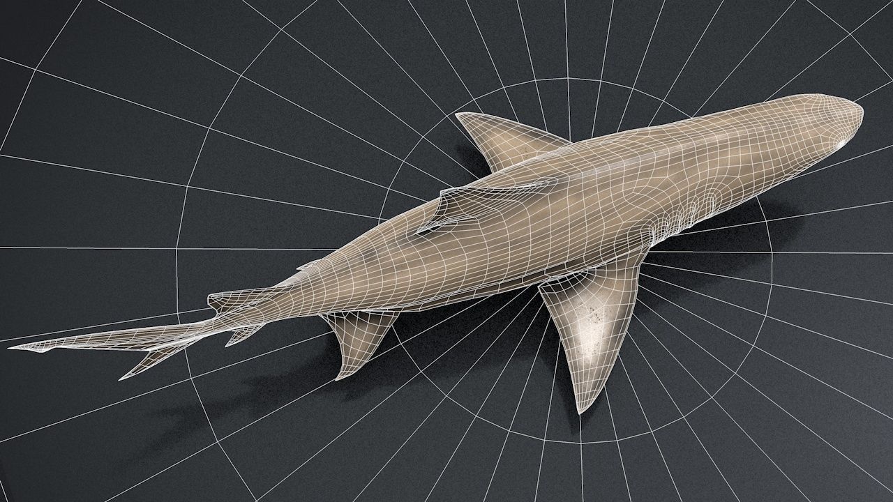 Lemon Shark Low-poly 3D model_22