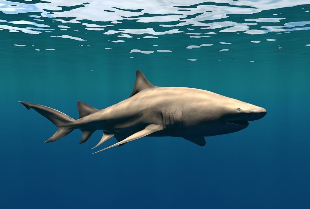 Lemon Shark Low-poly 3D model_27