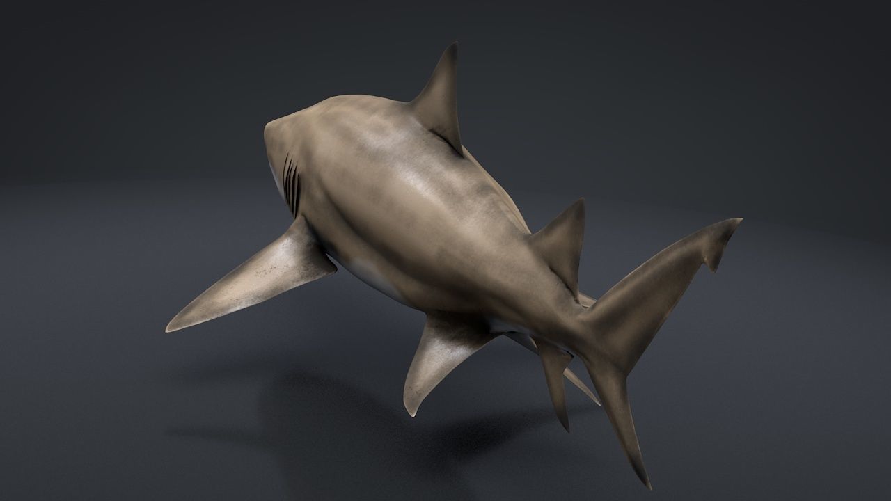 Lemon Shark Low-poly 3D model_7