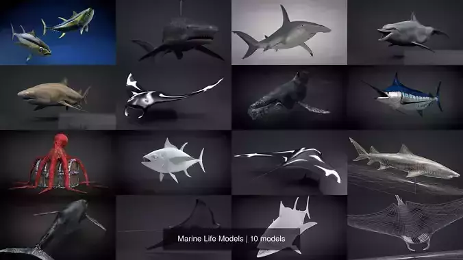 Marine Life Models 3D Model Collection