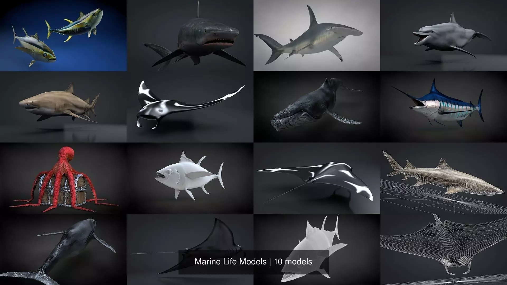 Marine Life Models 3D Model Collection_0