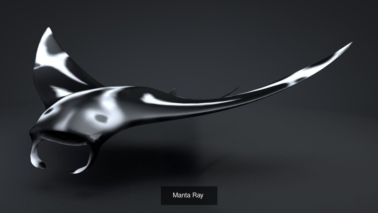 Marine Life Models 3D Model Collection_17