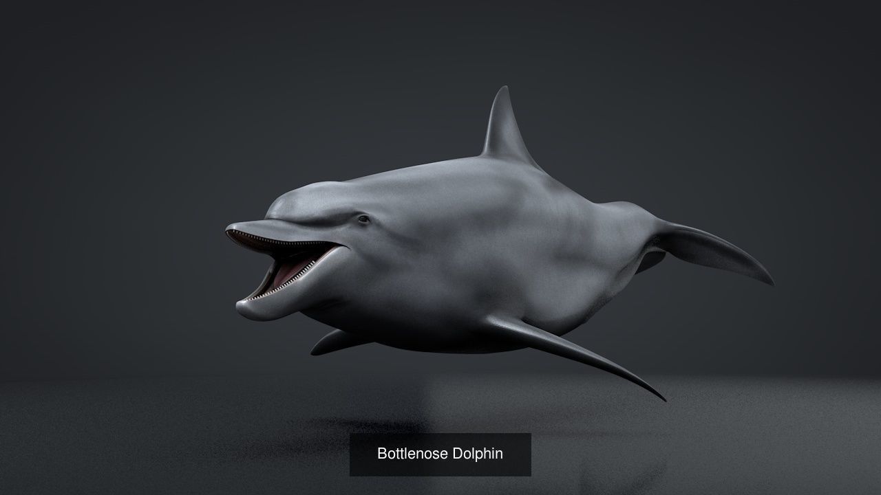 Marine Life Models 3D Model Collection_20