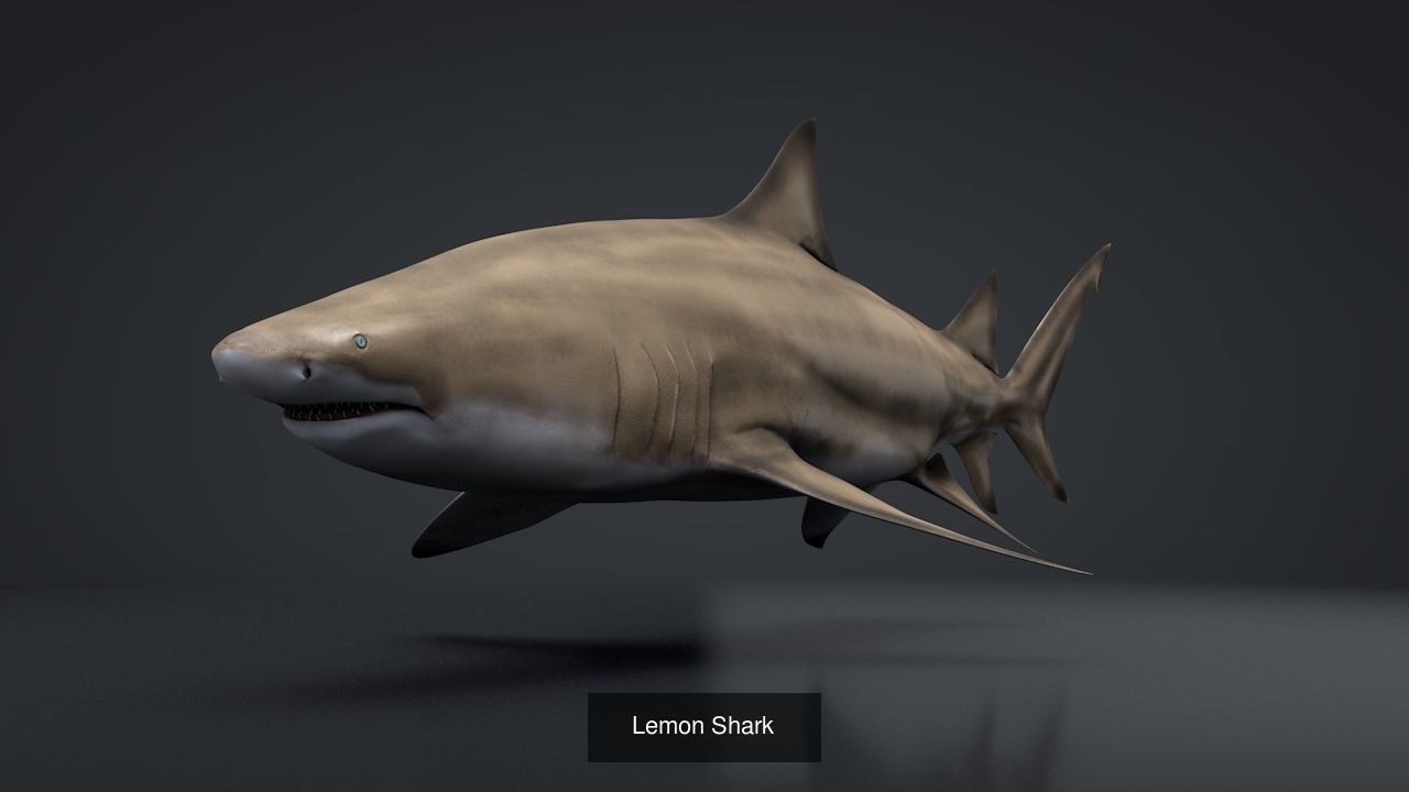 Marine Life Models 3D Model Collection_21