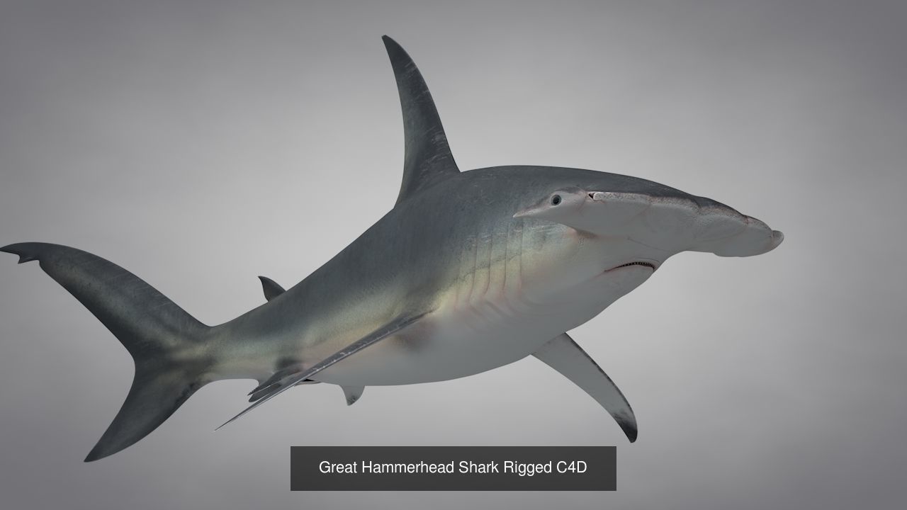 Marine Life Models 3D Model Collection_19