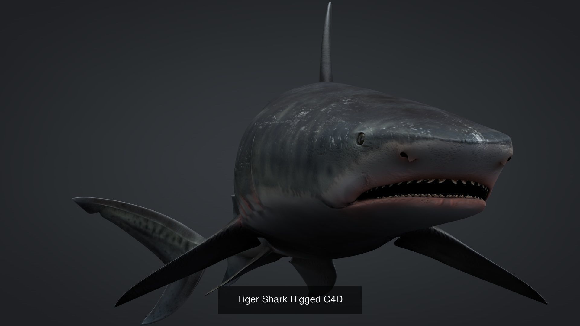 Marine Life Models 3D Model Collection_18