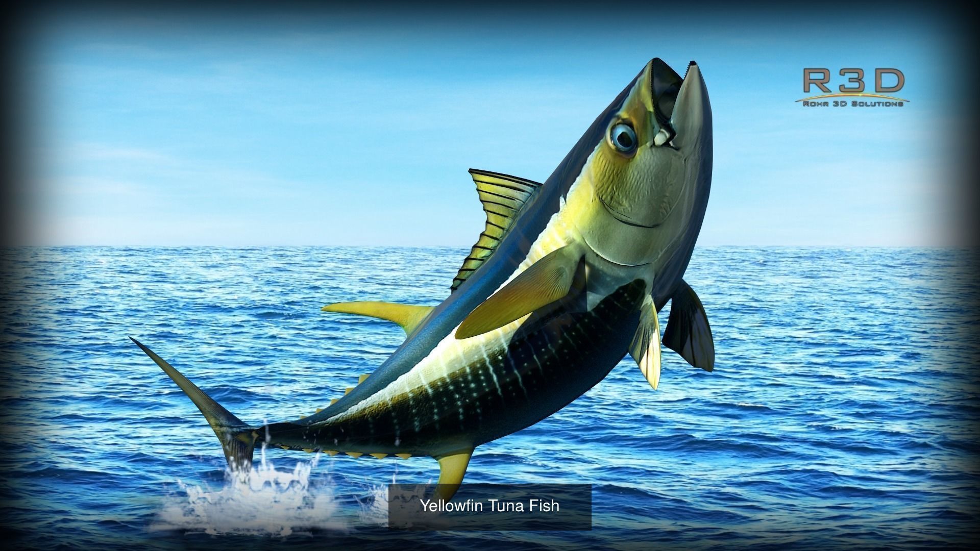 Marine Life Models 3D Model Collection_13