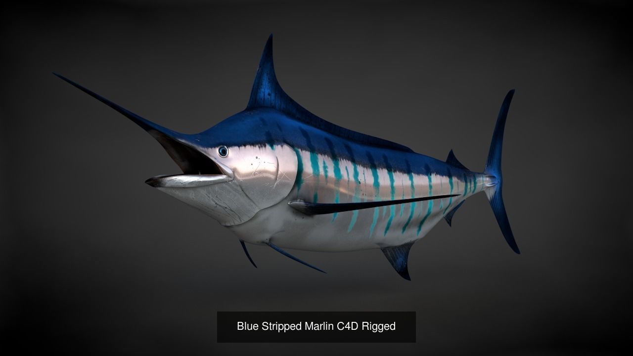 Marine Life Models 3D Model Collection_15