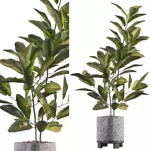 Croton in terrazio flowerpot