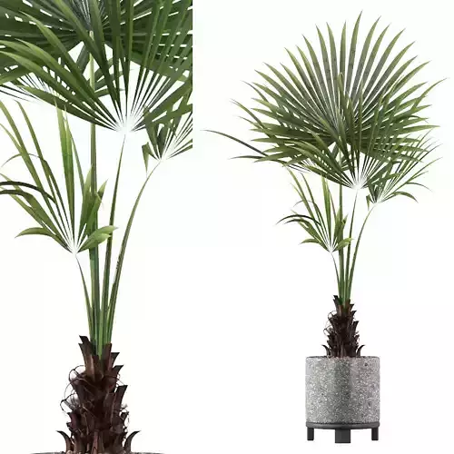 Washingtonia filifera palm in terrazio flowerpot