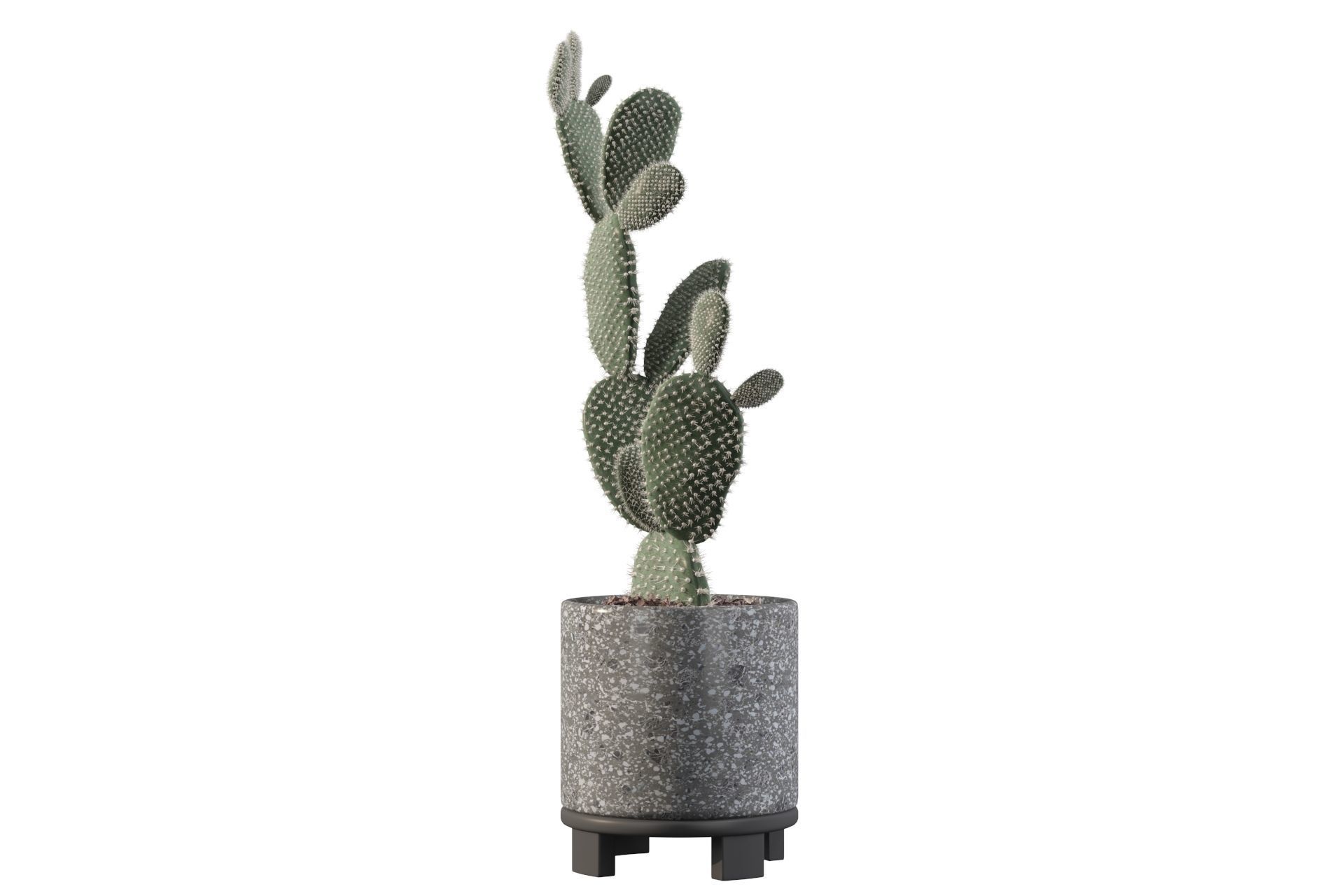 Opuntia microdasys in terrazio flower pot 3D model_15