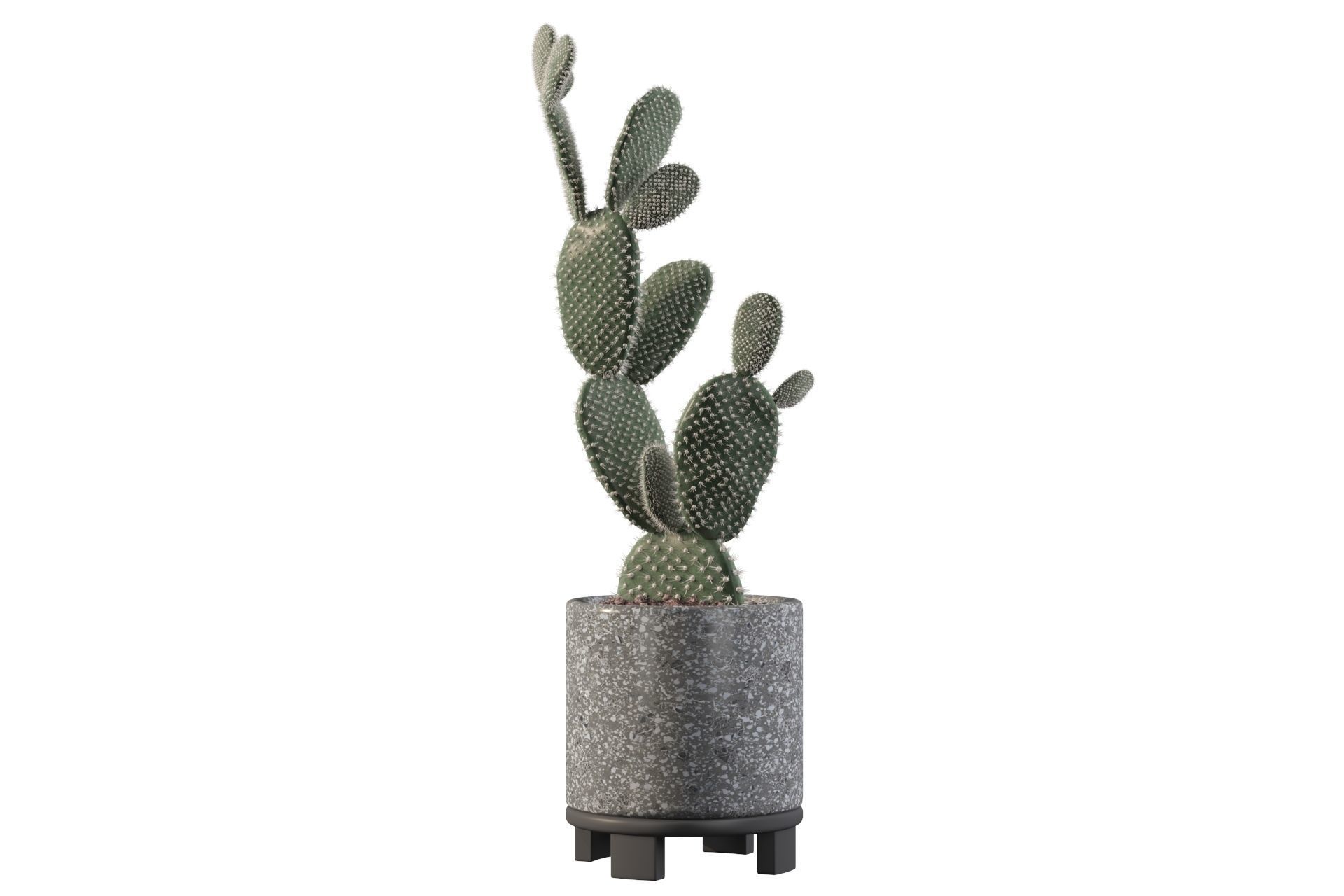 Opuntia microdasys in terrazio flower pot 3D model_22