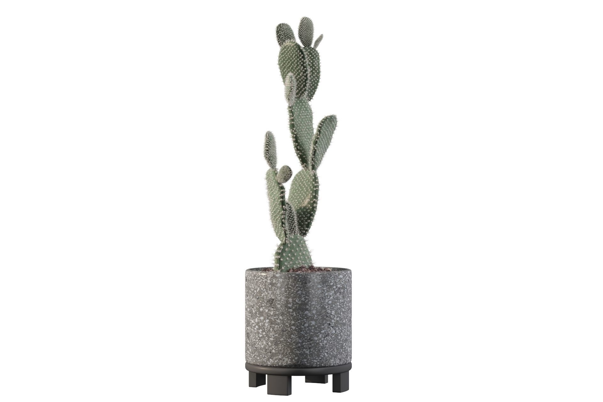 Opuntia microdasys in terrazio flower pot 3D model_32