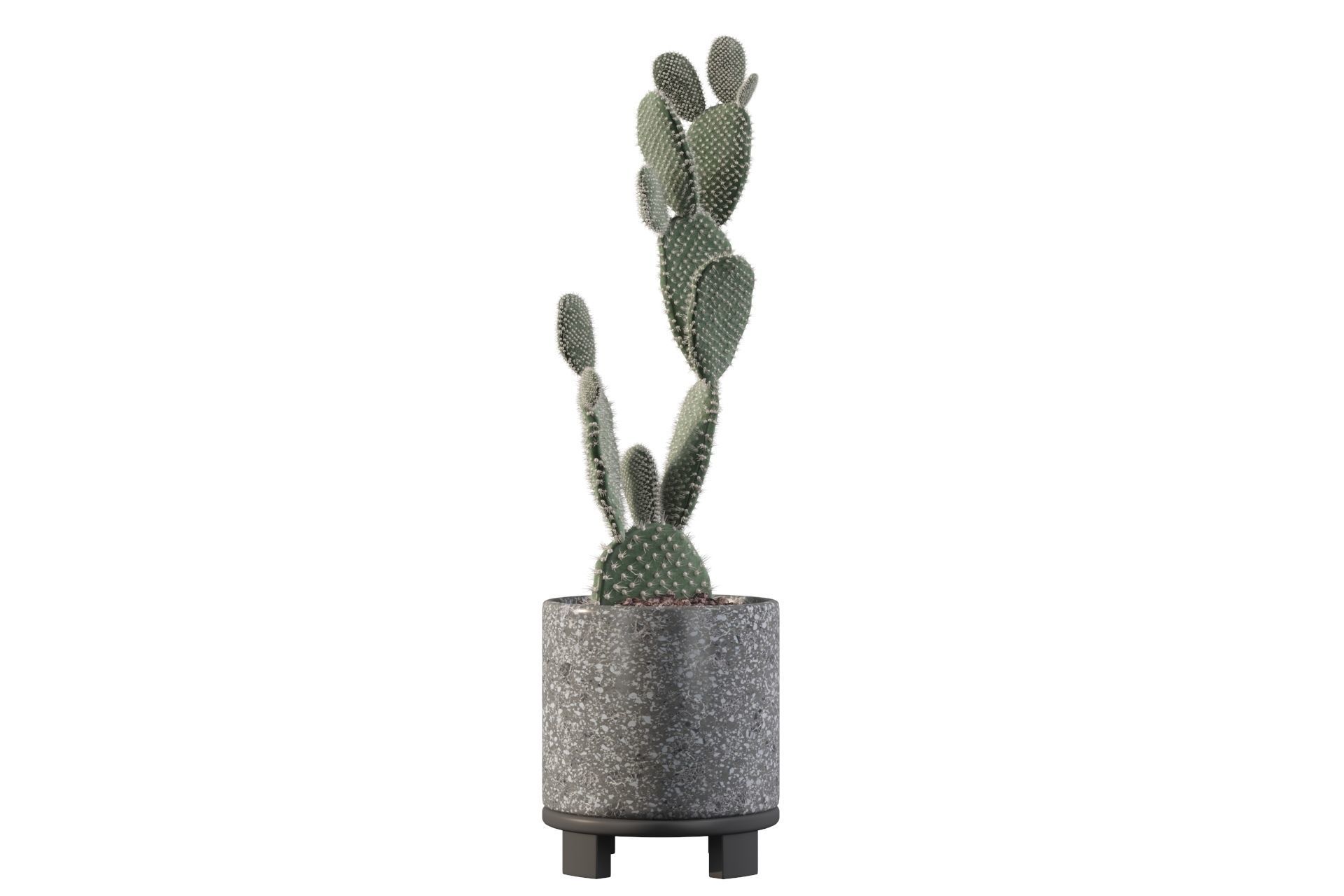 Opuntia microdasys in terrazio flower pot 3D model_25
