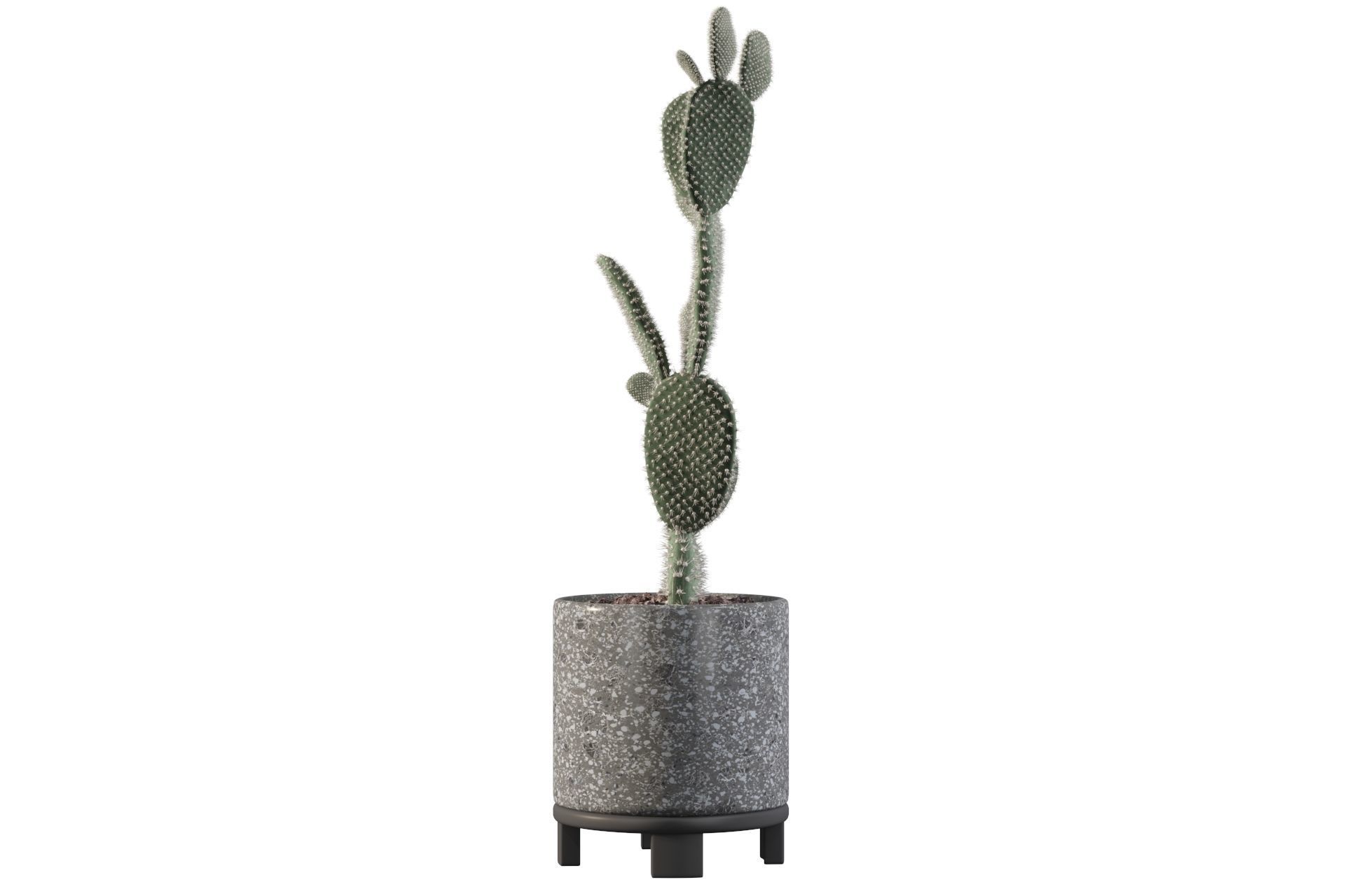 Opuntia microdasys in terrazio flower pot 3D model_13