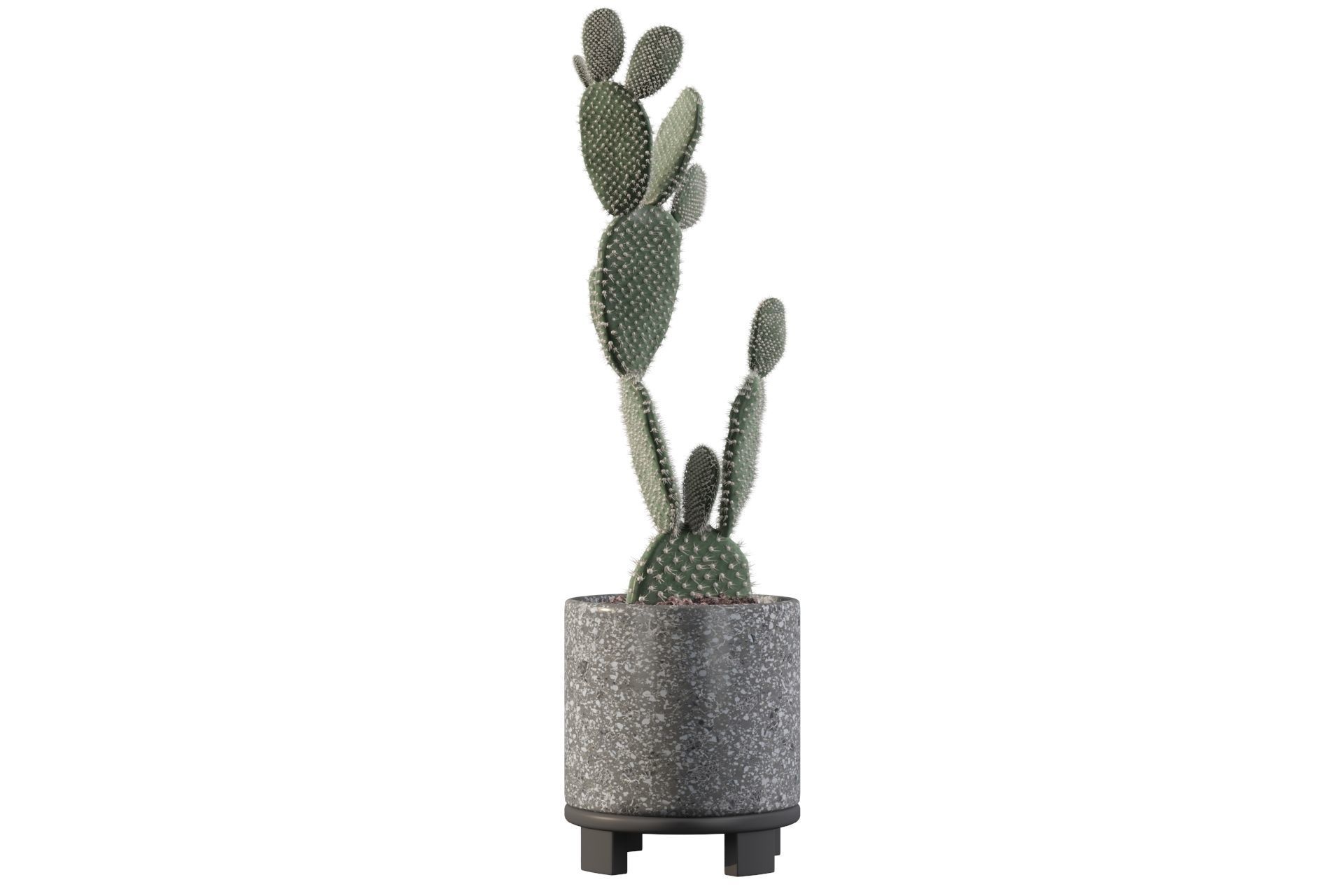 Opuntia microdasys in terrazio flower pot 3D model_43