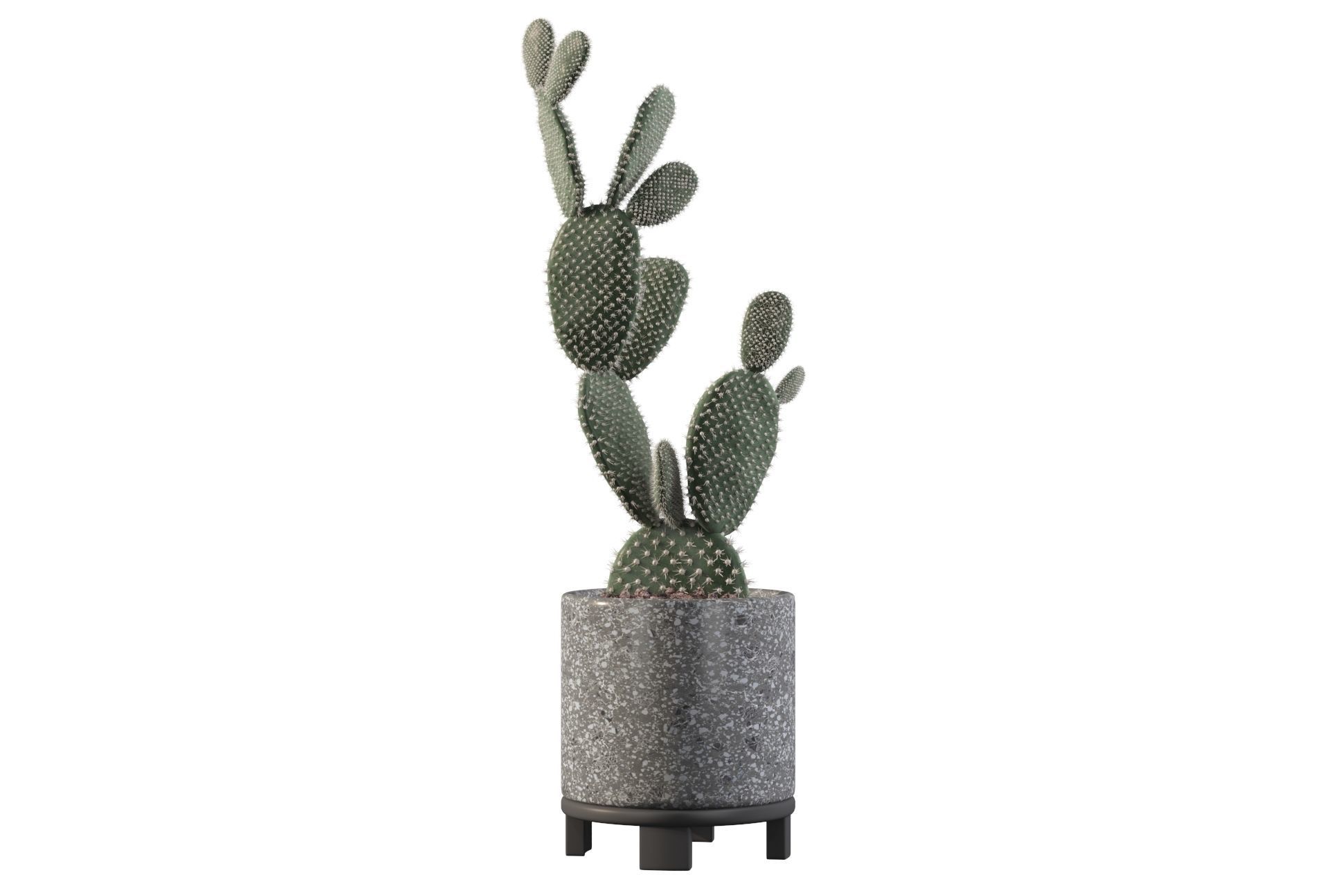 Opuntia microdasys in terrazio flower pot 3D model_17