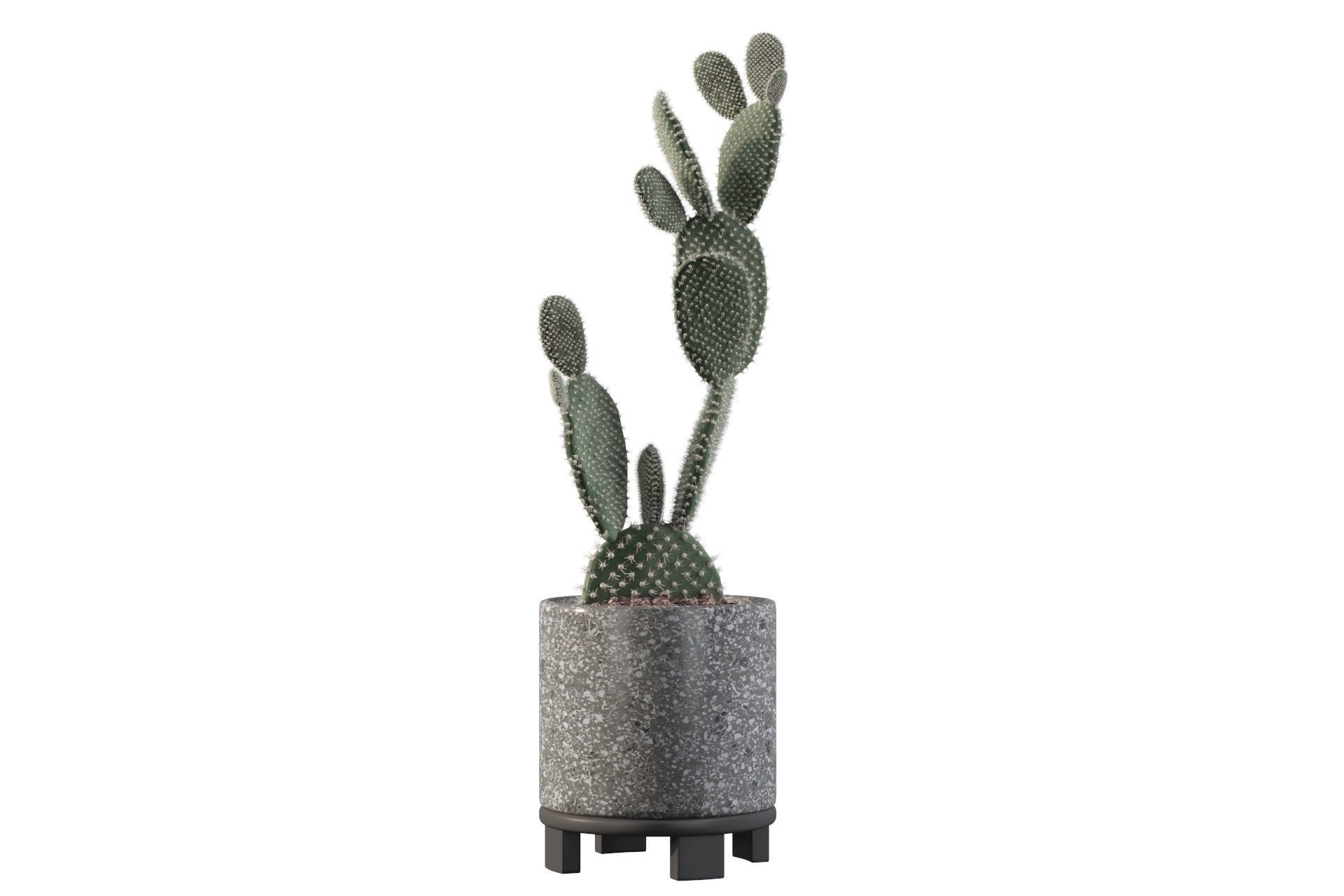 Opuntia microdasys in terrazio flower pot 3D model_39