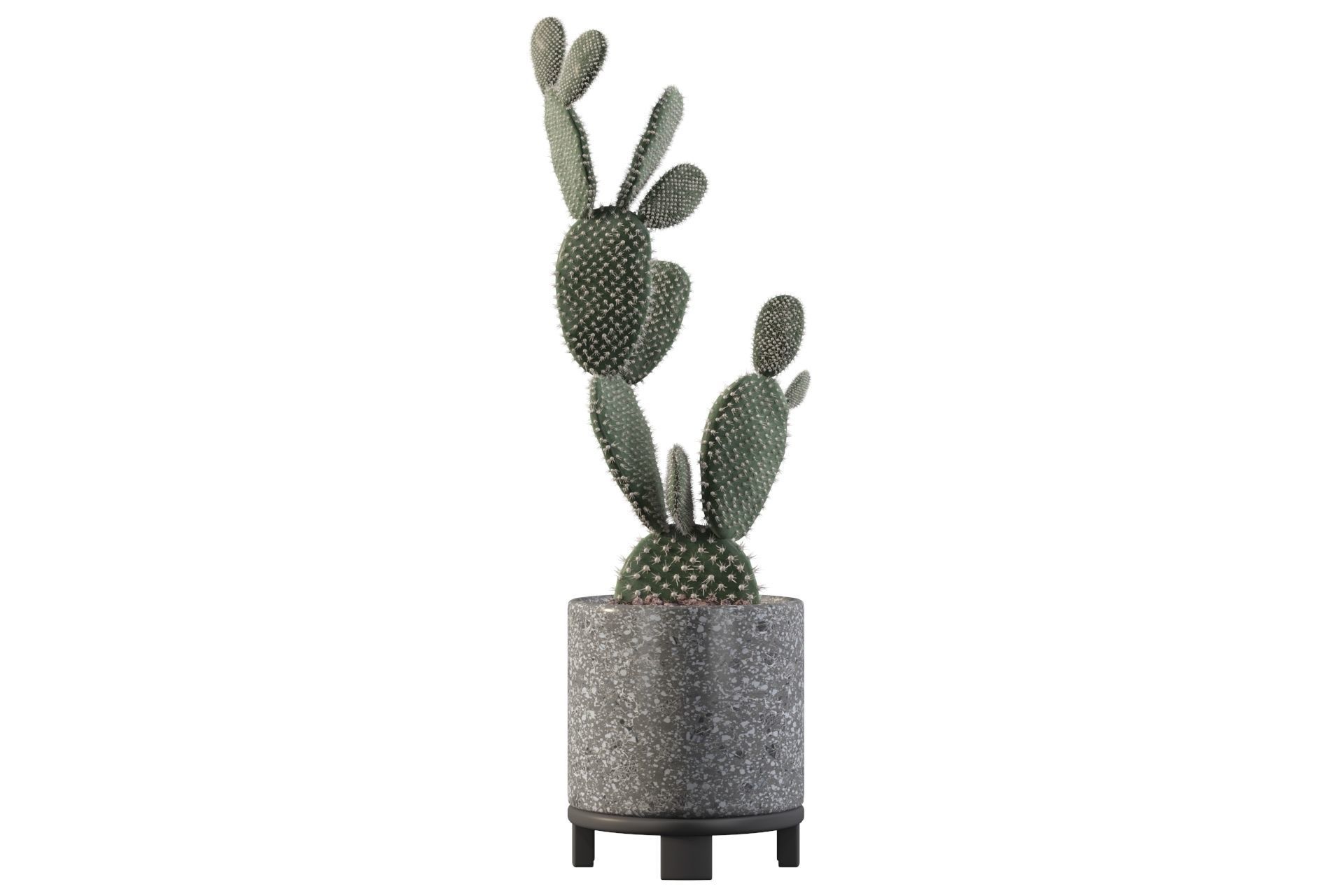 Opuntia microdasys in terrazio flower pot 3D model_10