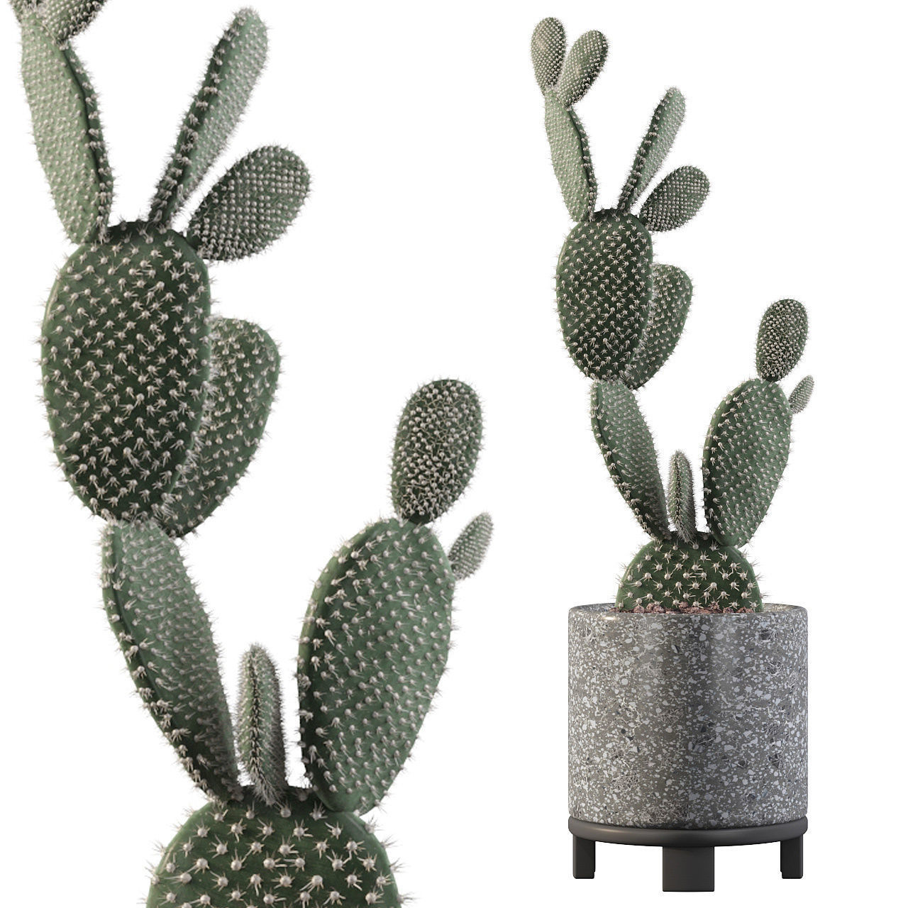 Opuntia microdasys in terrazio flower pot 3D model_44