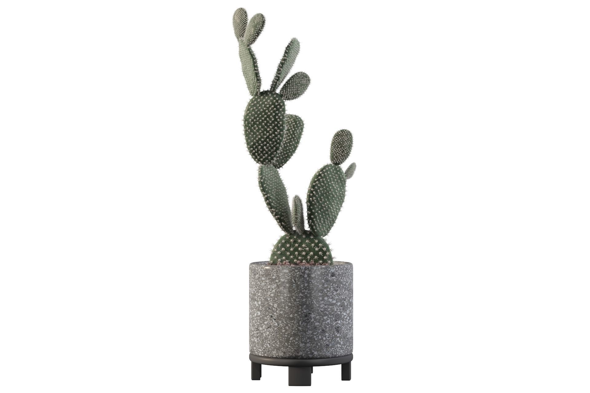 Opuntia microdasys in terrazio flower pot 3D model_23