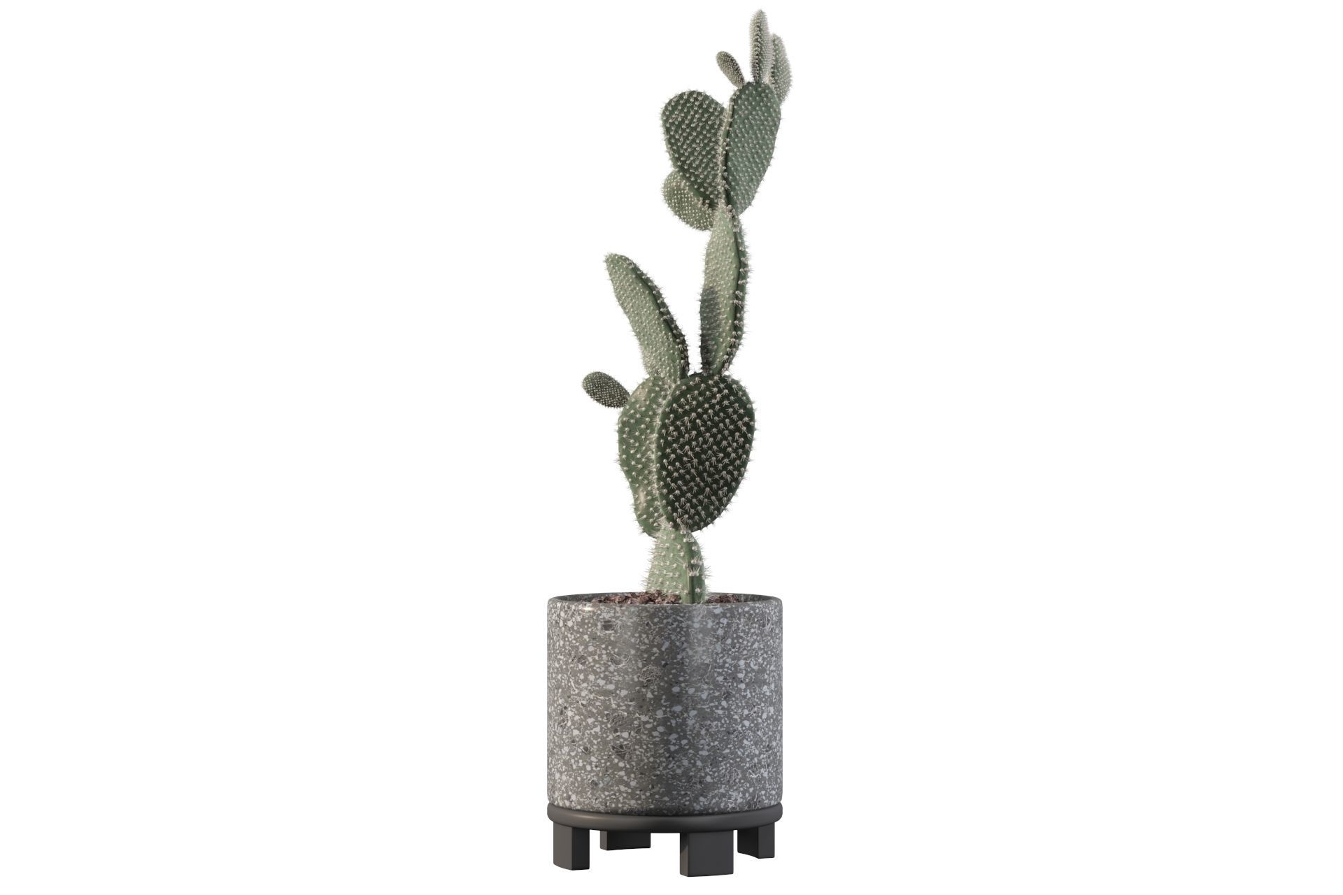 Opuntia microdasys in terrazio flower pot 3D model_38