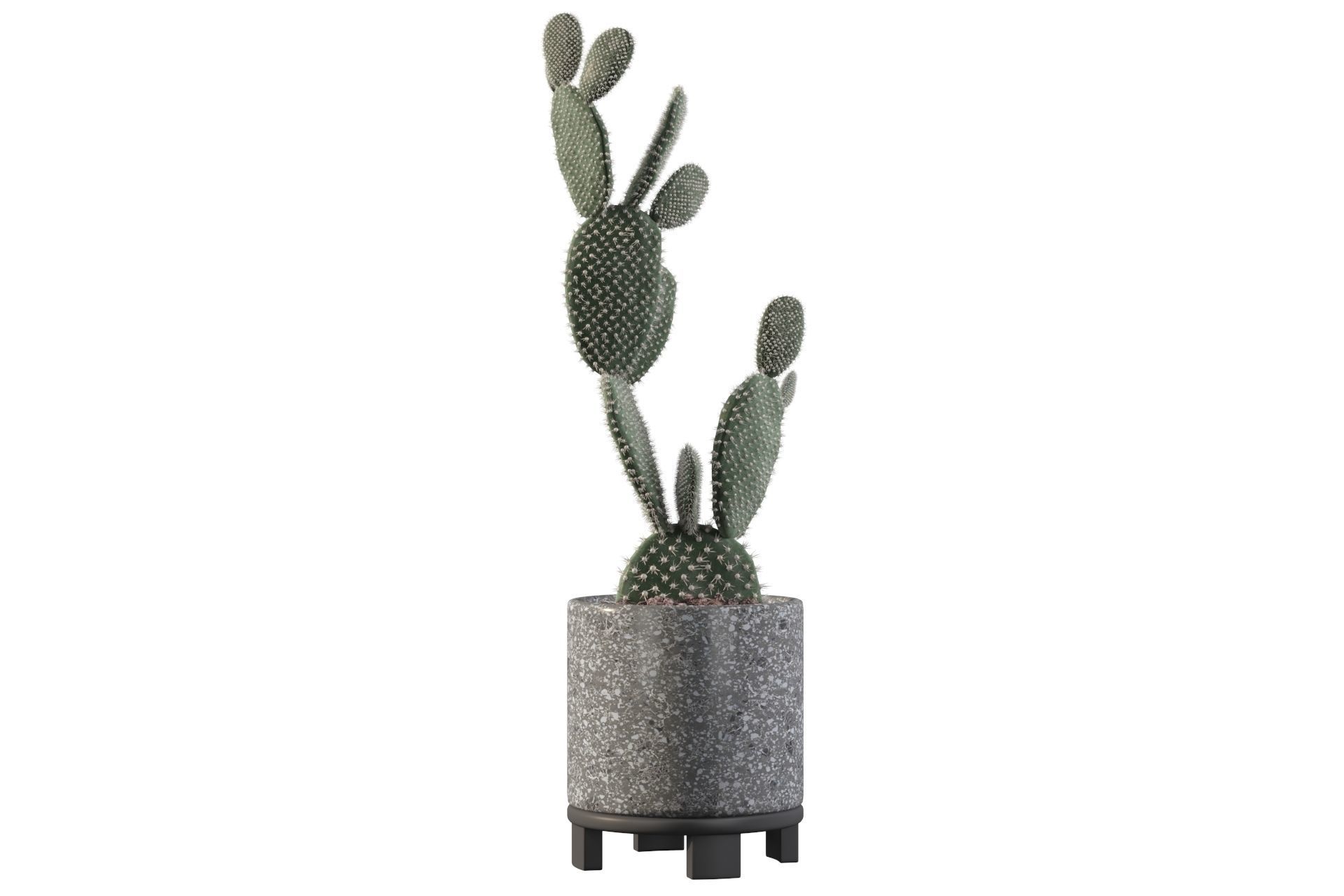 Opuntia microdasys in terrazio flower pot 3D model_41