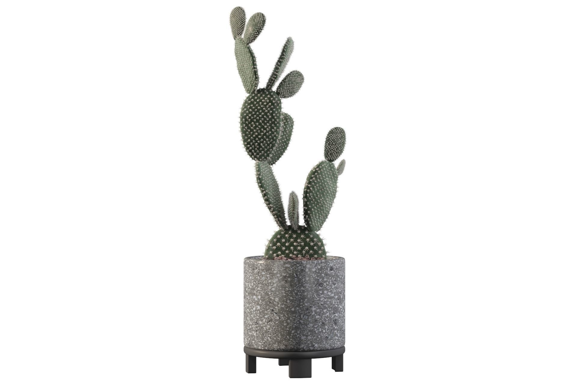 Opuntia microdasys in terrazio flower pot 3D model_31