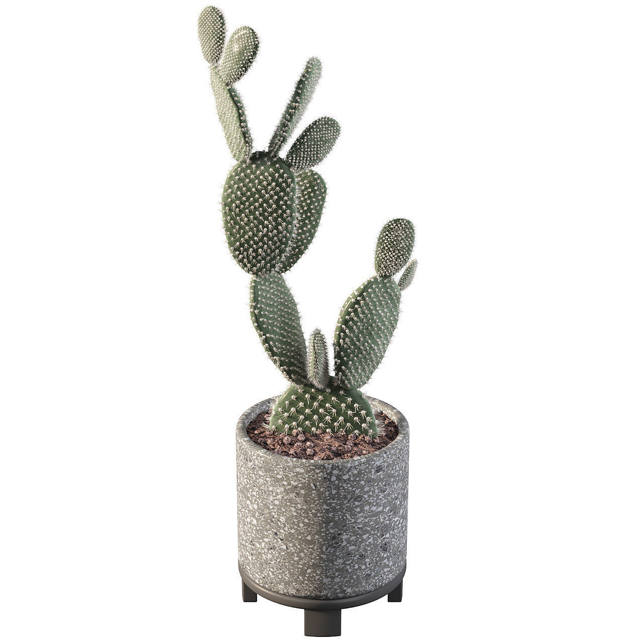 Opuntia microdasys in terrazio flower pot 3D model_7