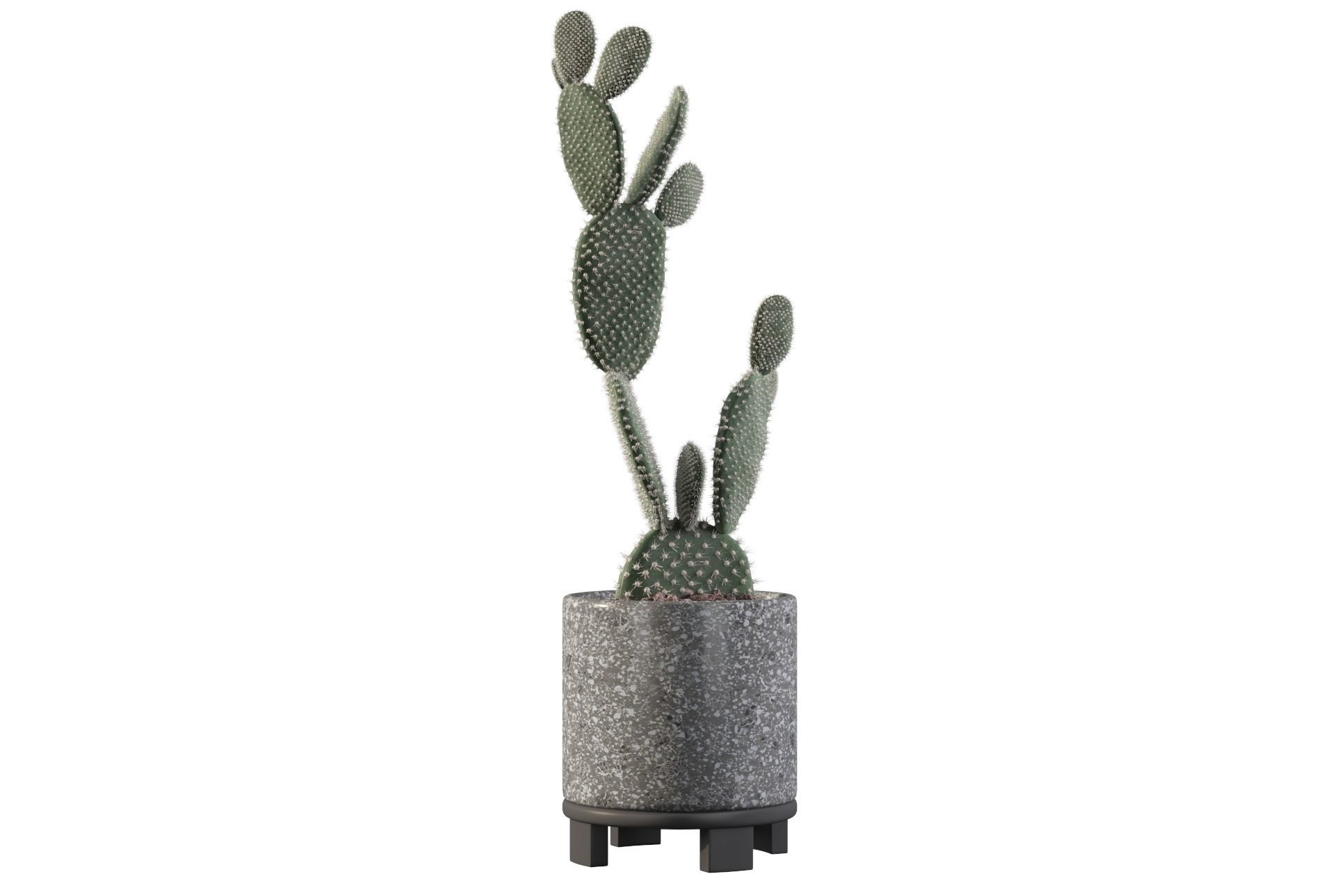 Opuntia microdasys in terrazio flower pot 3D model_26