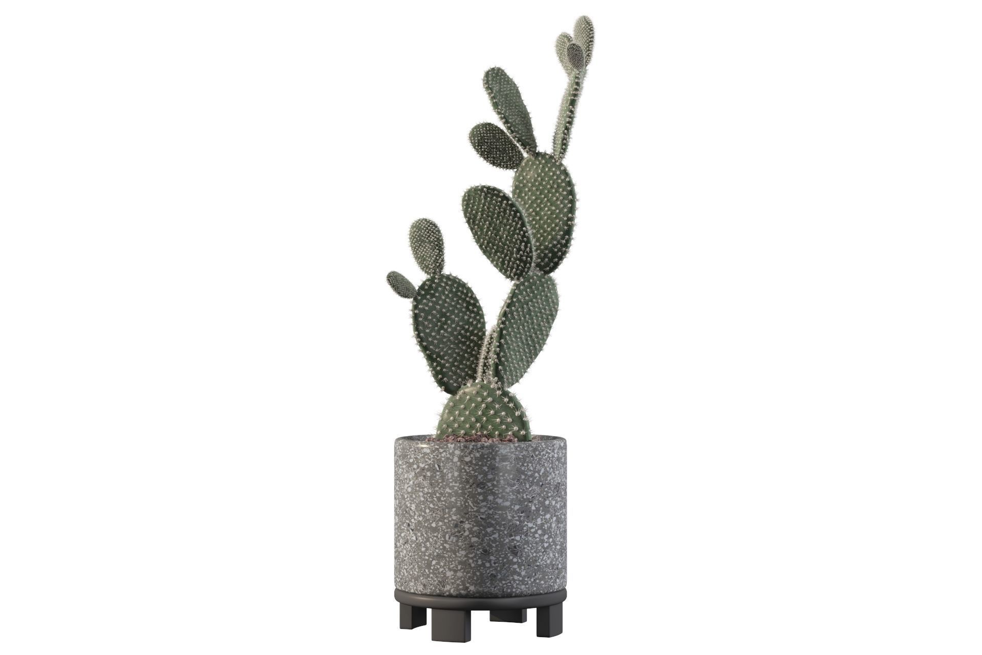 Opuntia microdasys in terrazio flower pot 3D model_35