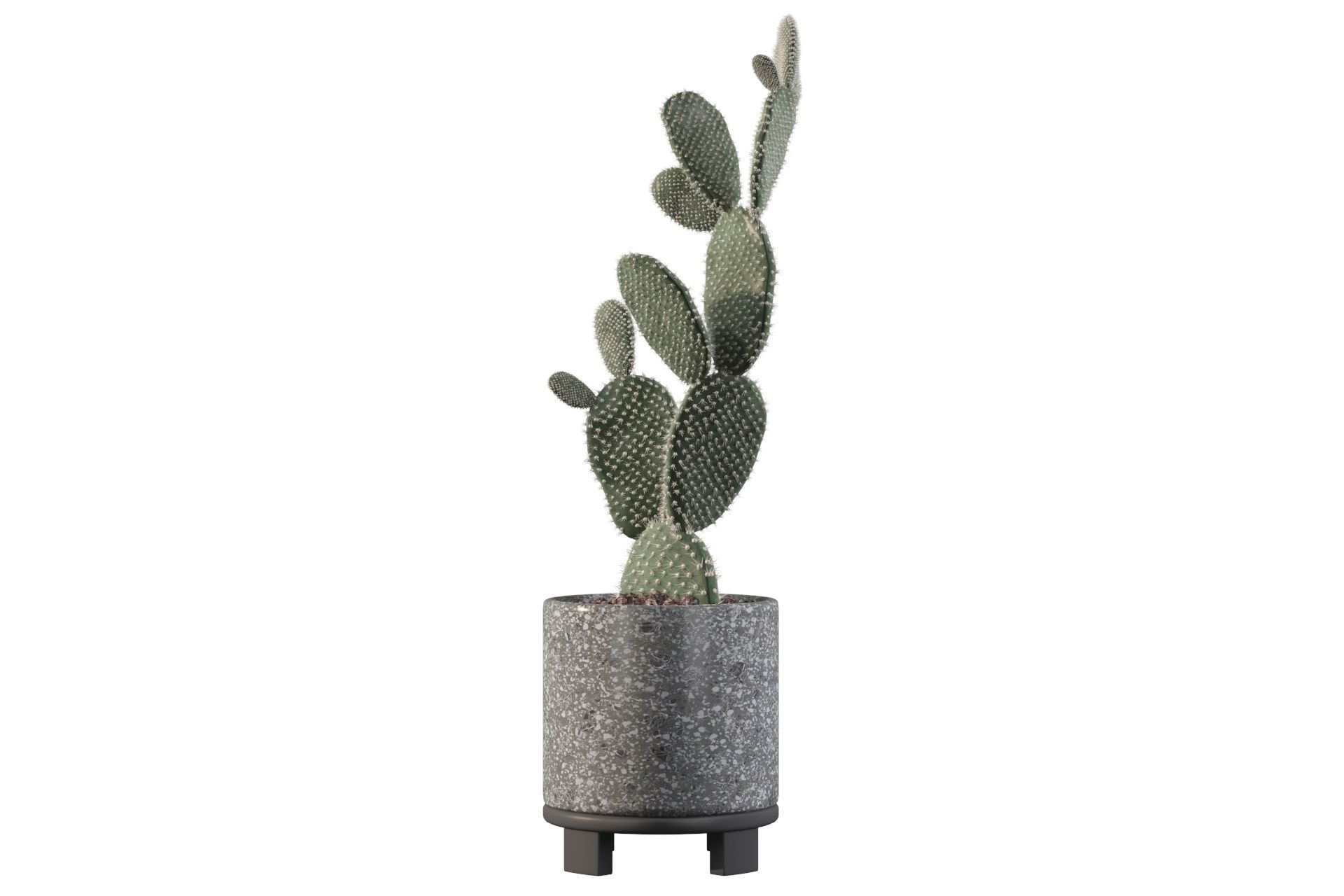 Opuntia microdasys in terrazio flower pot 3D model_29
