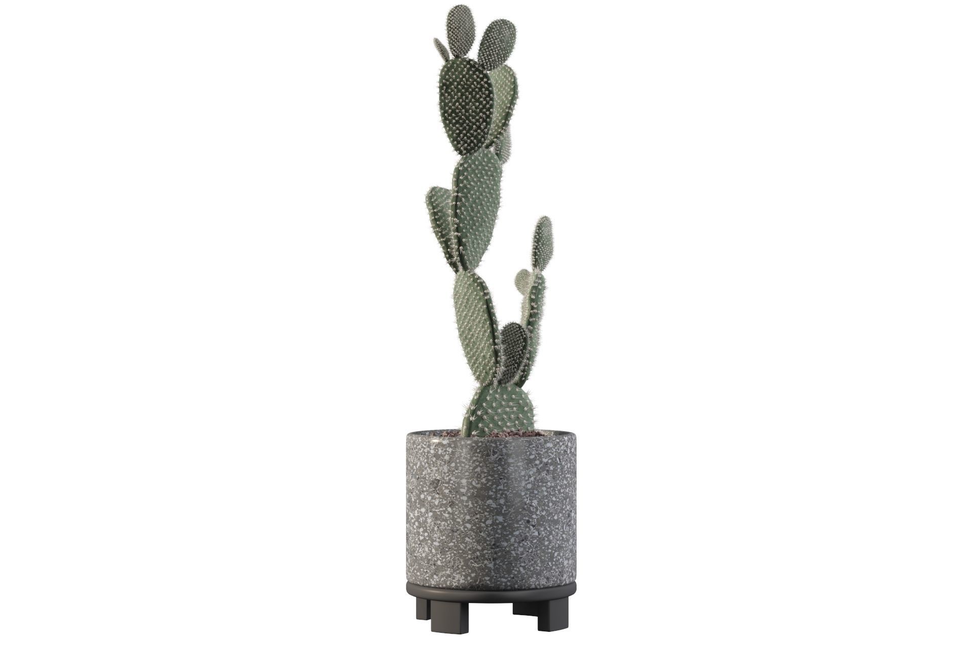 Opuntia microdasys in terrazio flower pot 3D model_3