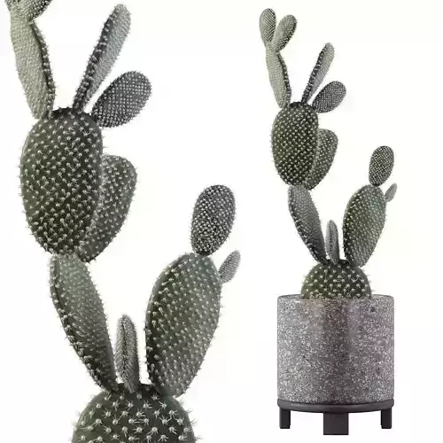 Opuntia microdasys in terrazio flower pot 3D model