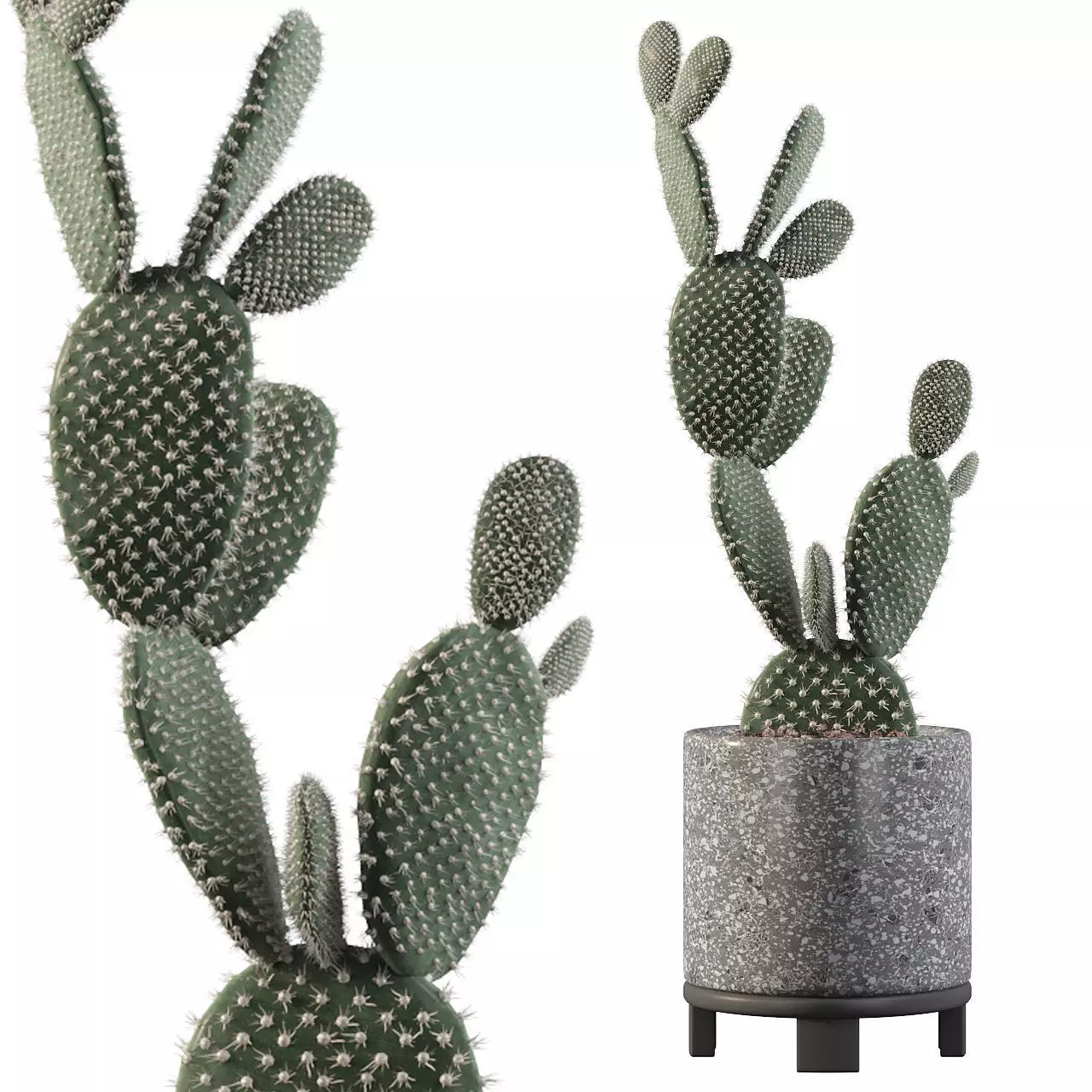 Opuntia microdasys in terrazio flower pot 3D model_0