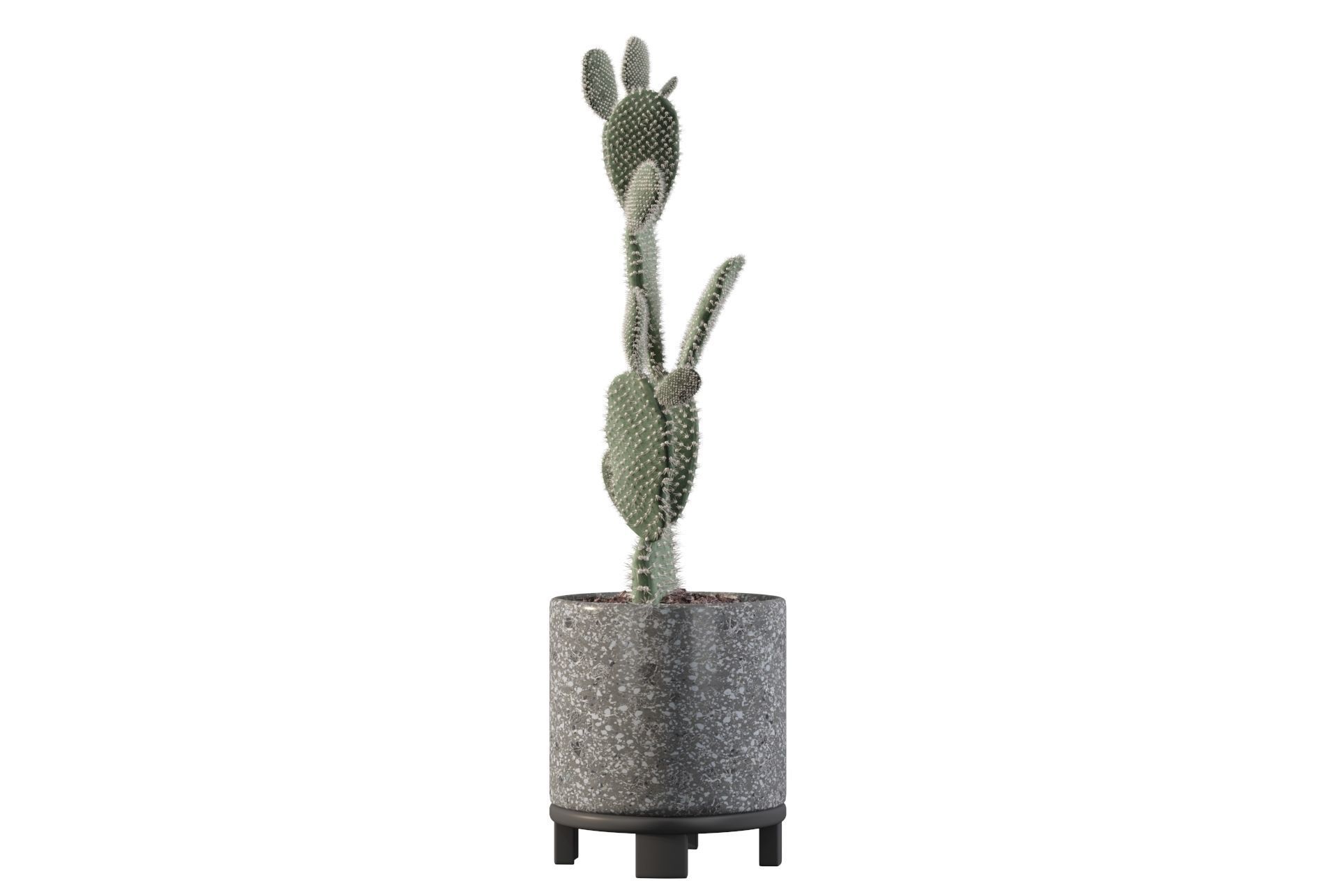 Opuntia microdasys in terrazio flower pot 3D model_2