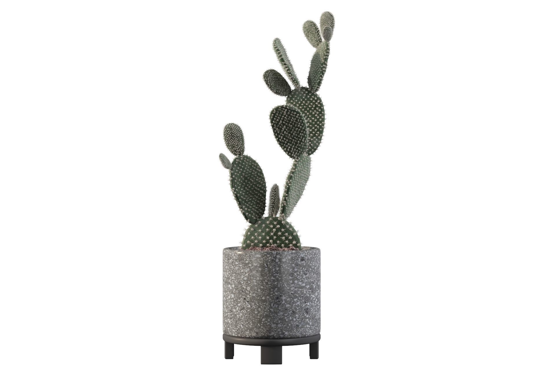 Opuntia microdasys in terrazio flower pot 3D model_28