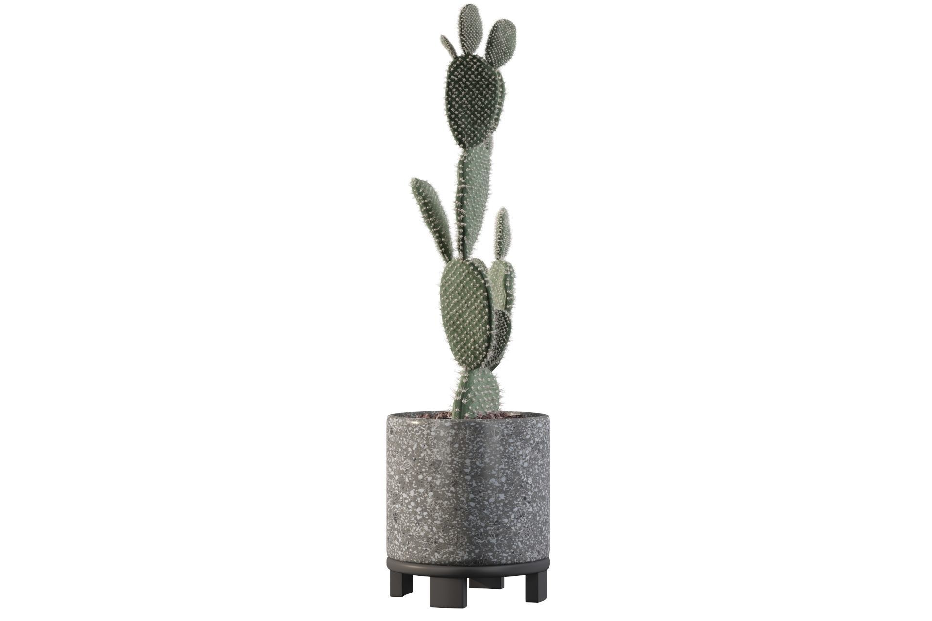 Opuntia microdasys in terrazio flower pot 3D model_37