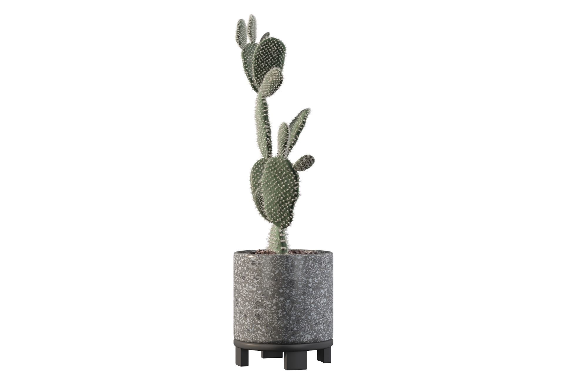 Opuntia microdasys in terrazio flower pot 3D model_33