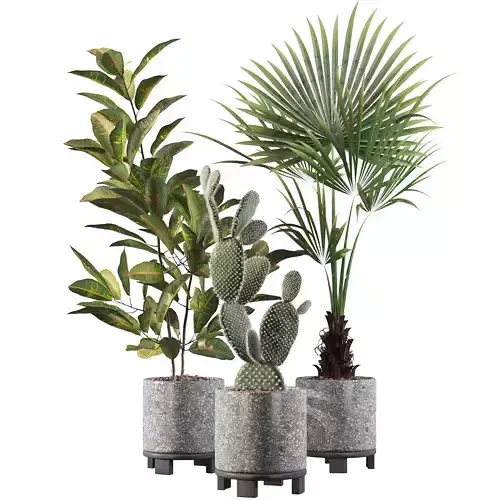 Plants collection 003