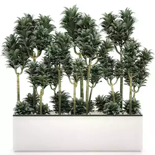 Dracena Compacta in a flowerpot for interior design 537 3D model